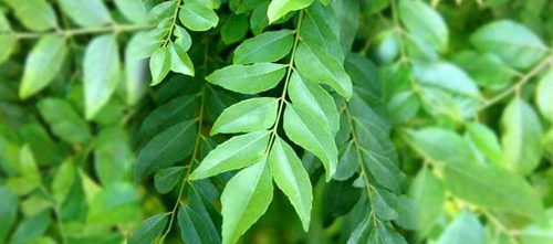 Curry Leaves