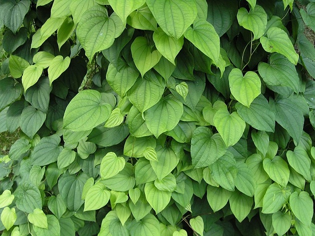 Wild Yam For Bigger Breast