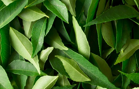 Curry leaves for hair