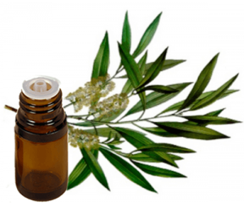 Tea Tree Oil Can Get Rid Of Acne Scars