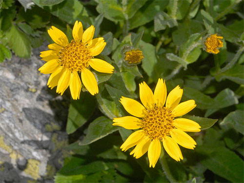 Arnica for black eye