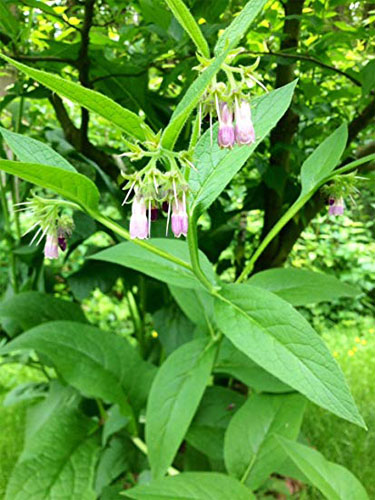 Comfrey root for black eye