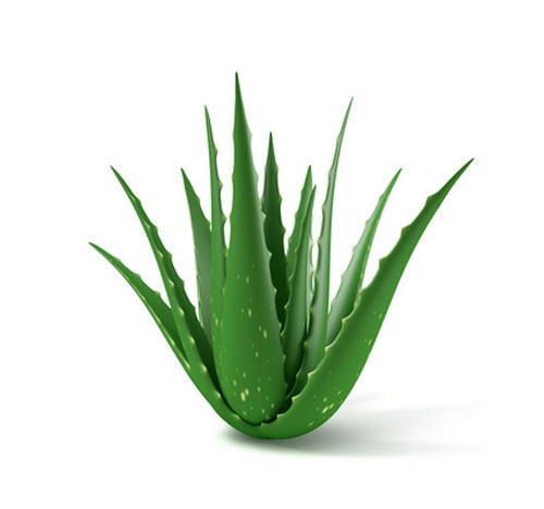 Aloe Vera to Remove Neck Wrinkles