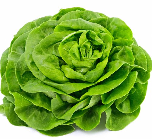 Lettuce During Pregnancy