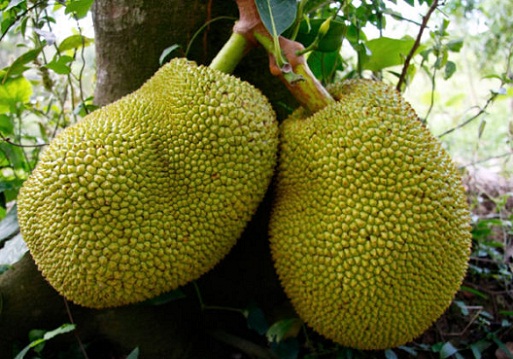 Jackfruit During Pregnancy 3