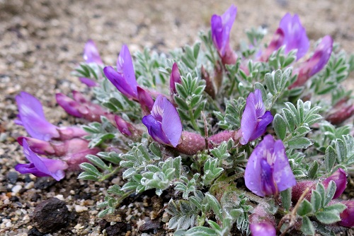 Astragalus