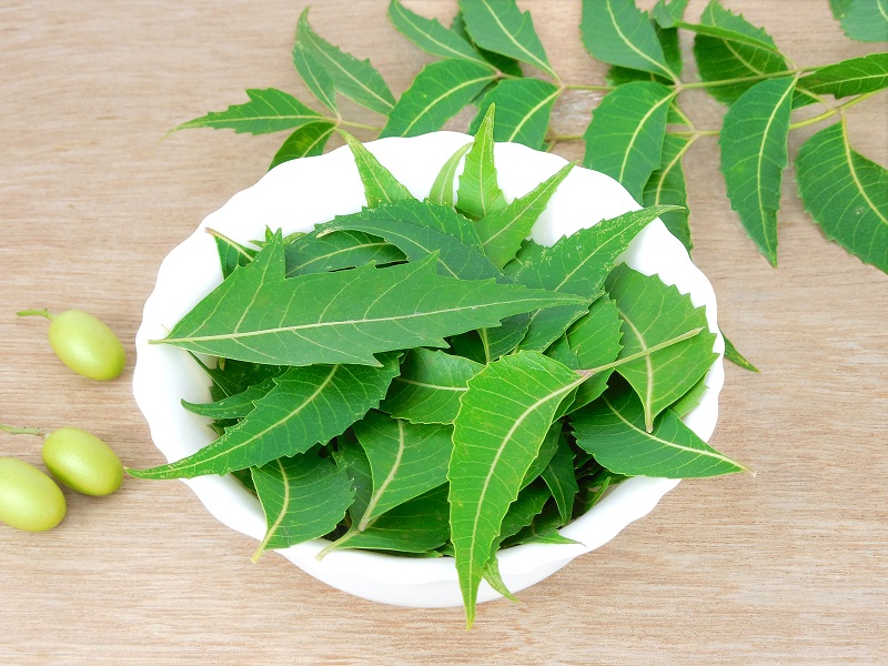 neem powder uses