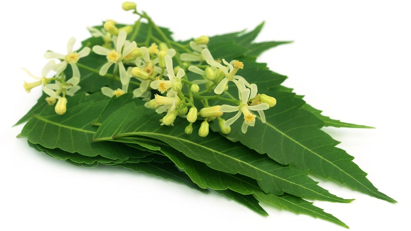 health benefits of neem powder