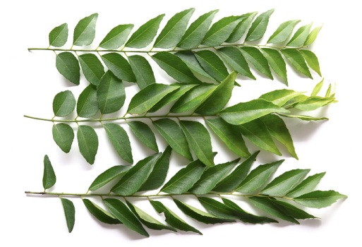 curry-leaves for obesity