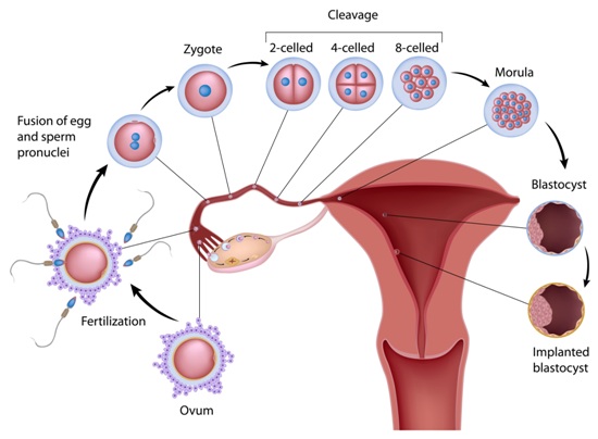 causes-and-symptoms-of-ovulation