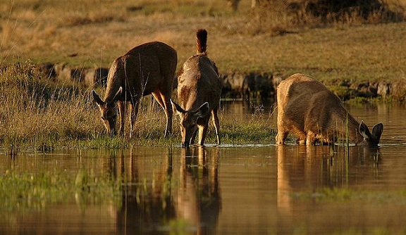 parks-in-madhya-pradesh-pench-national-park