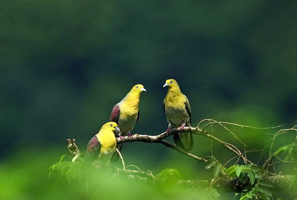 parks-in-meghalaya-nokrek-national-park