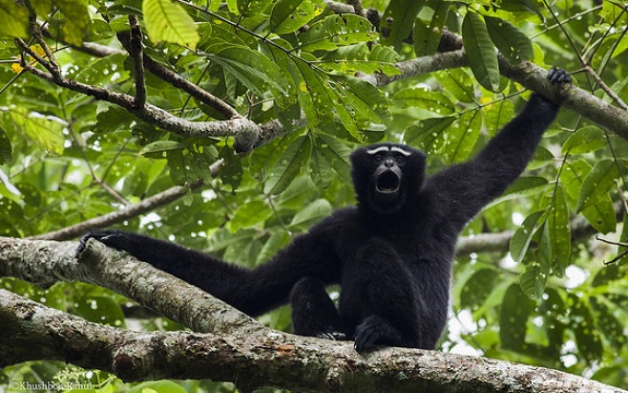 parks-in-meghalaya-hoolock-gibbon-reserve