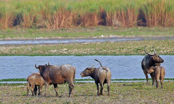 parks in meghalaya