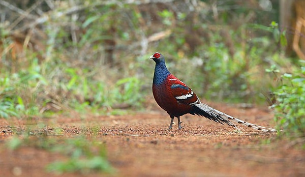 parks-in-mizoram-murlen-national-parks-in-mizoram-park