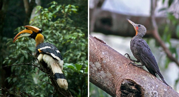 parks-in-mizoram-ngengpui-wildlife-sanctuary