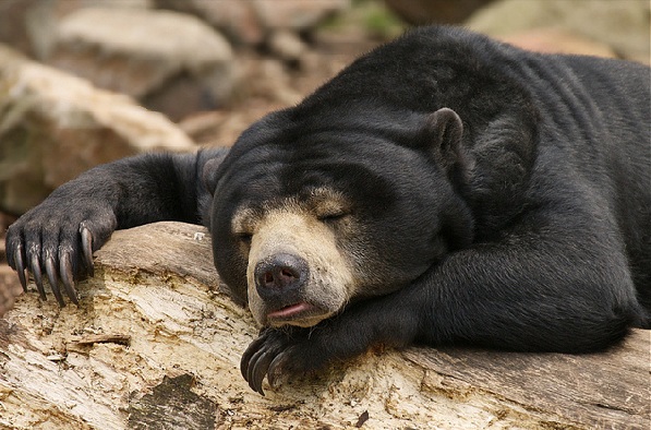 parks in mizoram Mini Zoological Garden sun bear