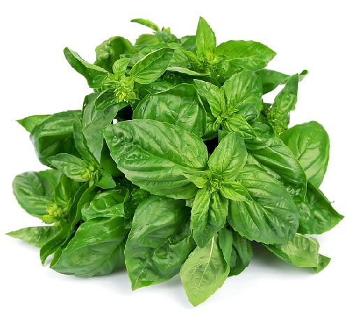 basil during pregnancy