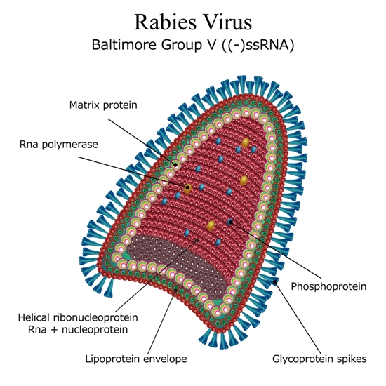 Causes and Symptoms of Rabies