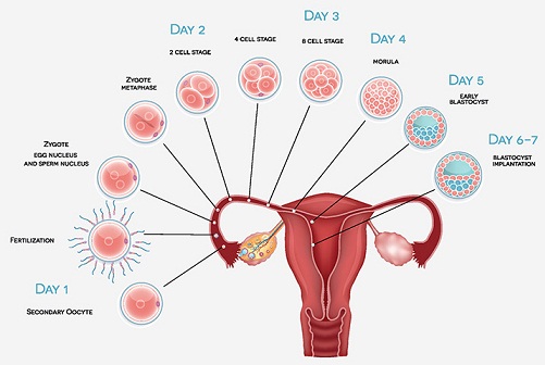 Spotting During Pregnancy 4