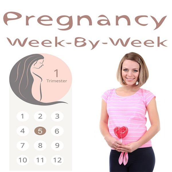 5th Week Of Pregnancy