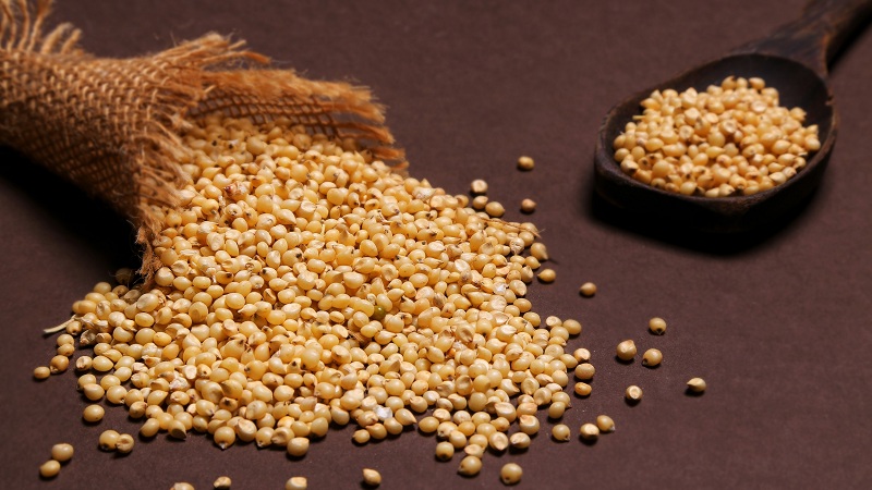 sorghum uses