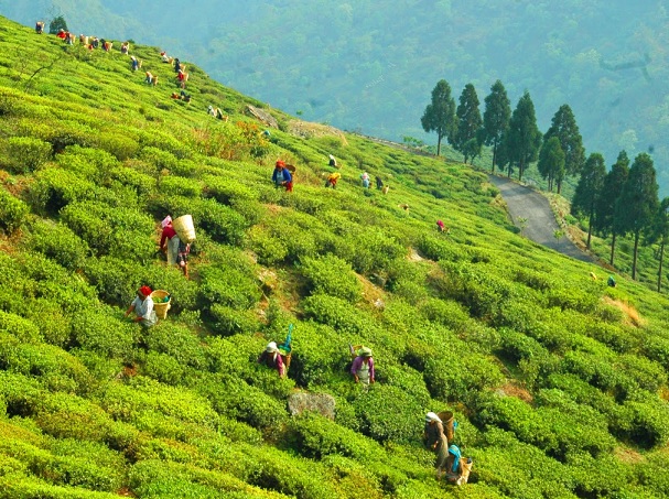 happy-valley-tea-garden_darjeeling-tourist-places