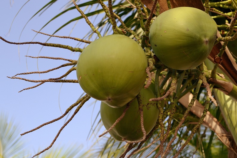 Coconut Water Benefits 3