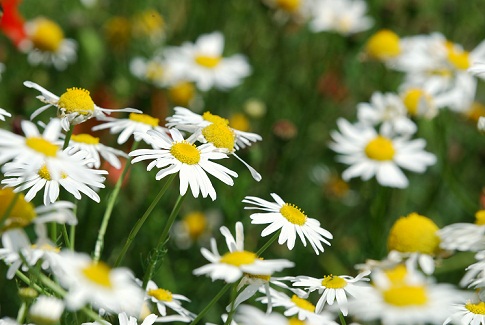 fragment of a camomile field with flowers