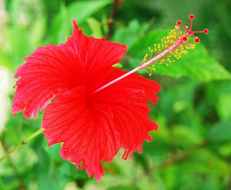 Hibiscus