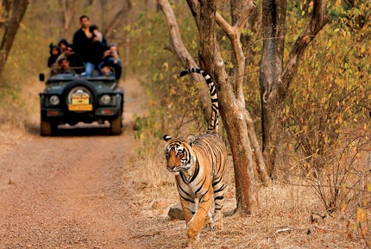 Honeymoon Places In India In September-Ranthambore