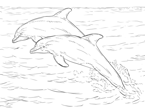 Twinning Dolphin Colouring Page