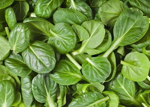 Green Leafy Vegetables 4