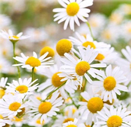 chamomile-benefits