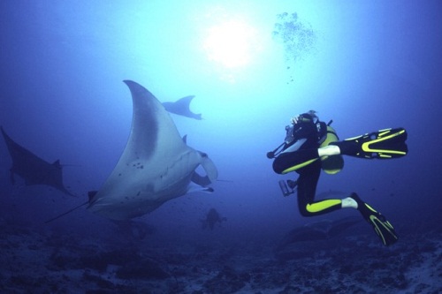 Honeymoon Places In Maldives - Manta Point