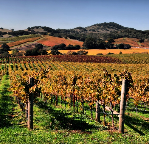 Honeymoon places in California California wine in Sonoma or Napa Valley