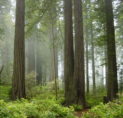 Honeymoon places in California Redwood National Park, Crescent City