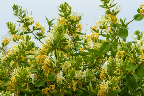 honeysuckle