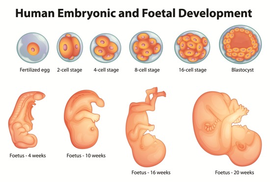 Baby development